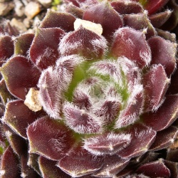 Sempervivum - Dachwurz - Hauswurz